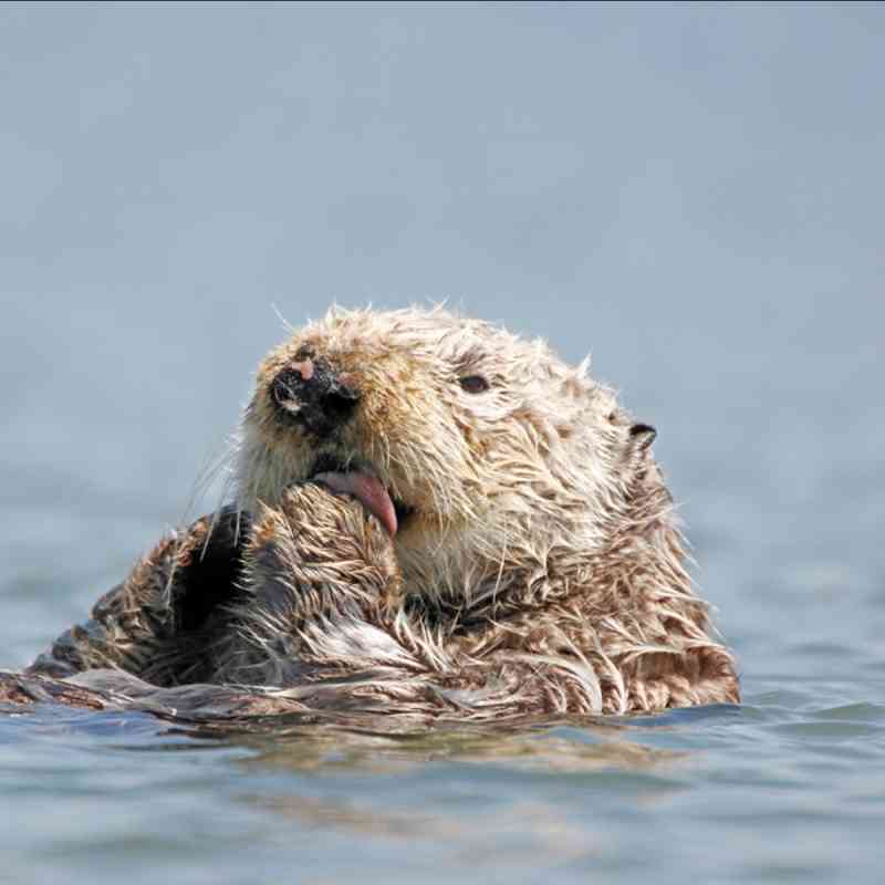 Sea Otter Awareness Week Defenders of Wildlife